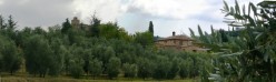 La torre di Petroio fra gli olivi