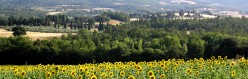 Campagna con girasoli