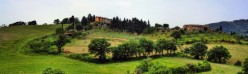 Querce e cipressi