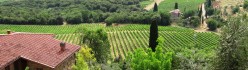 Cipressi e vigneti