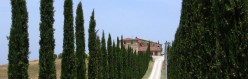 Filare di cipressi verso un casale