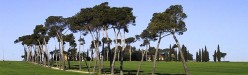 Pini e cipressi