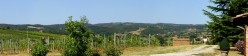 i vigneti dietro la fattoria