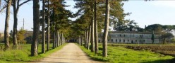 Il viale di accesso alla fattoria La Fratta