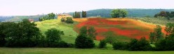 Un campo invaso dai papaveri