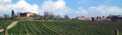 Vigneto nei dintorni del paese