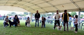 La Festa del Cane - 6° edizione